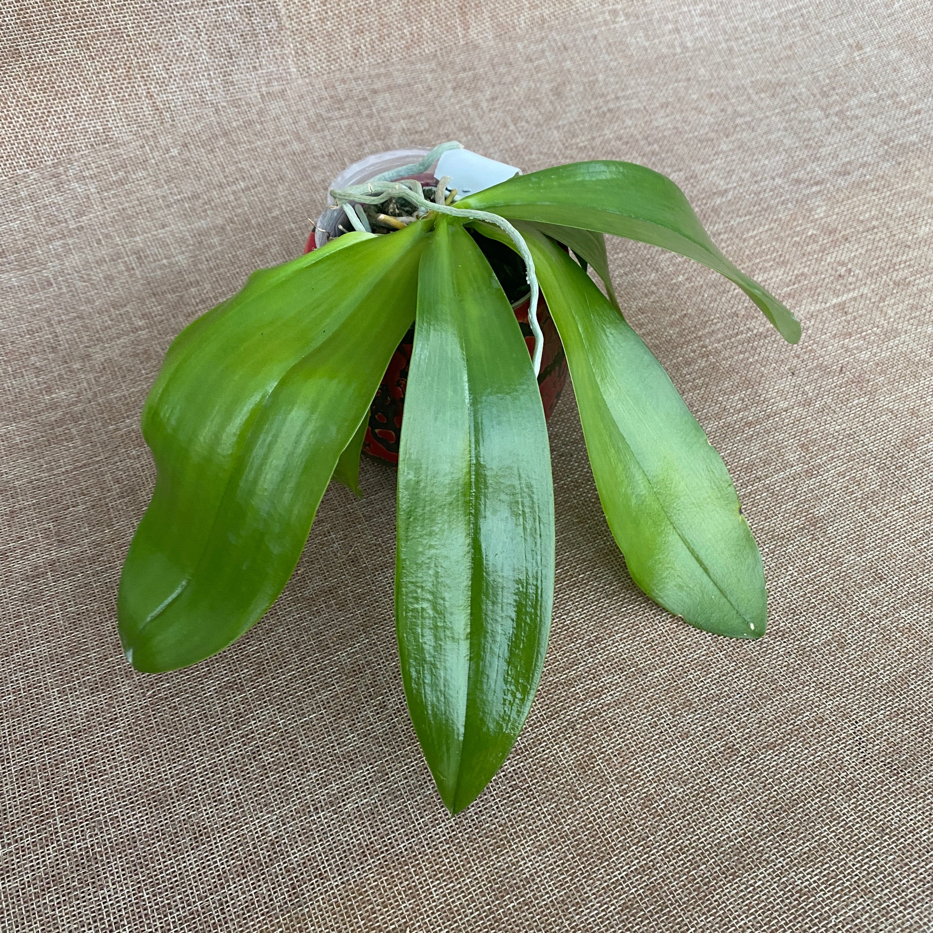 Phalaenopsis Almanis '3045' (mannii × tetraspis)