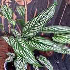 Calathea Vittata