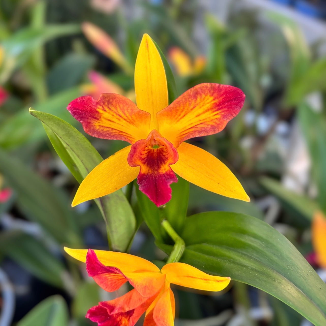 Rlc. Tzeng-Wen Queen - parfumata