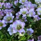 Gentiana scabra 'Rocky Diamond Pink Star'