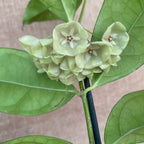 Hoya campanulata