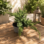 Juniperus squamata ‘Blue Carpet’ - ienupar tarator albastru