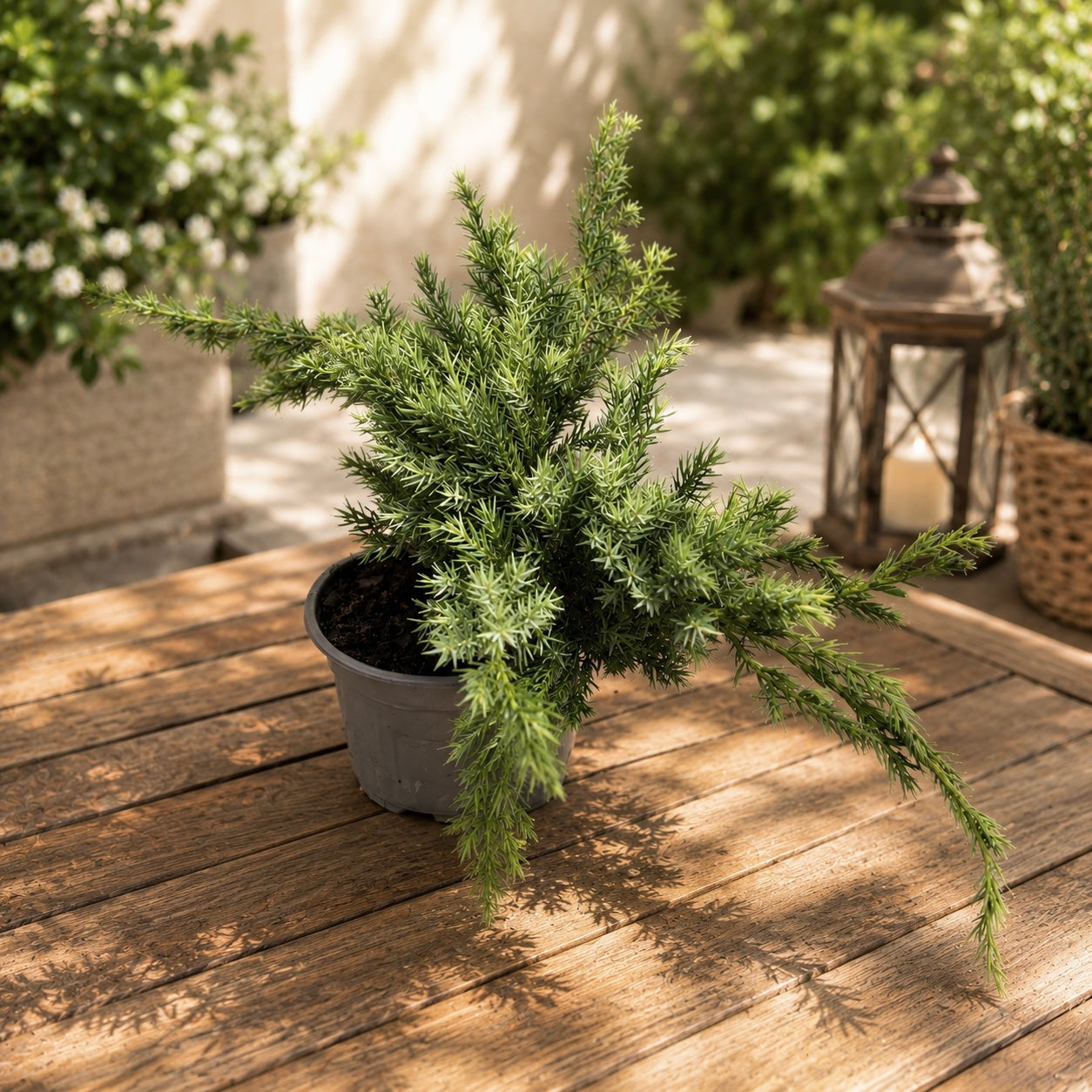 Juniperus squamata ‘Blue Carpet’ - ienupar tarator albastru