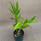 Dendrobium Formidable 'Floribunda' - riesige, duftende Blumen