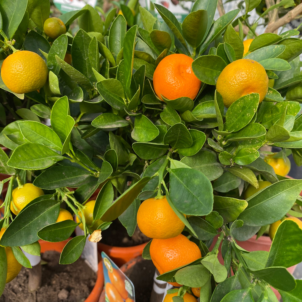 Citrus microcarpa - Каламондин (Каламаси) на стъбло Височина 45 см