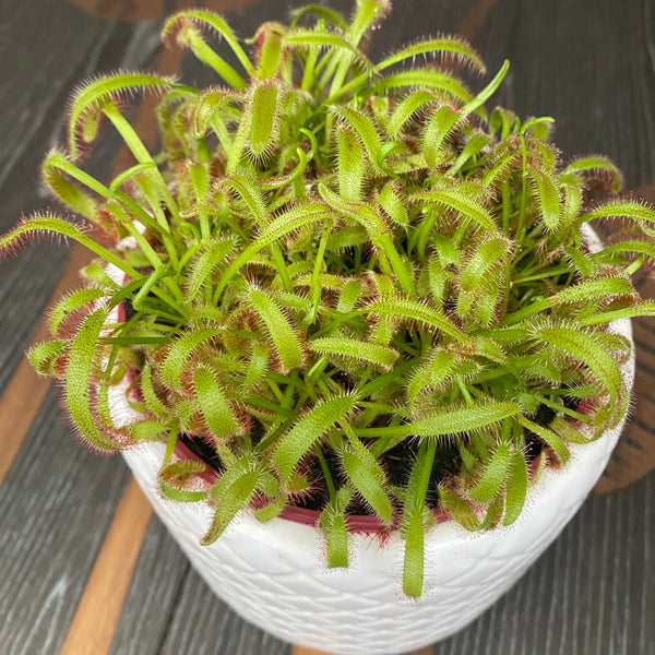 Drosera capensis 'Pink' (Dew of the Sky) D12