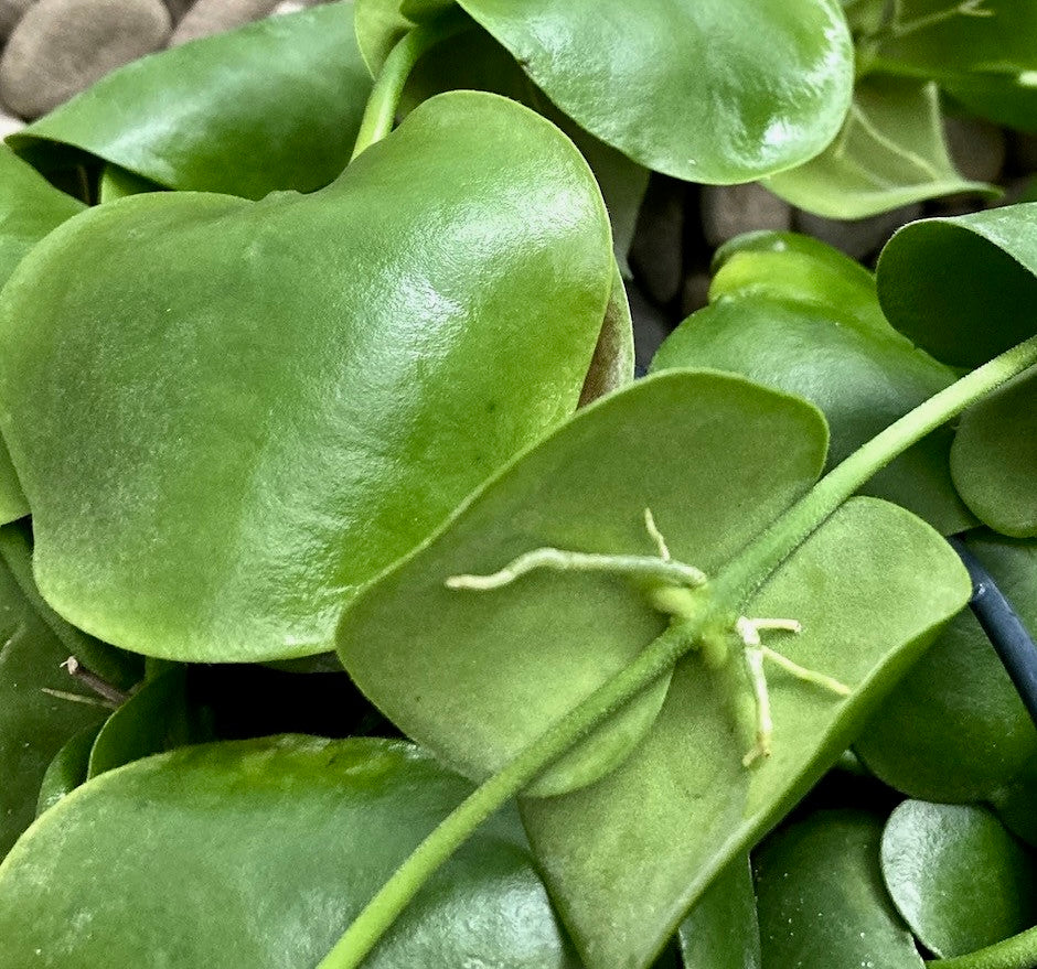 365day herb  Dischidia platyphylla - exemplare XL – Secret Garden Plant Shop