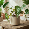 Begonia sp. Mantuk