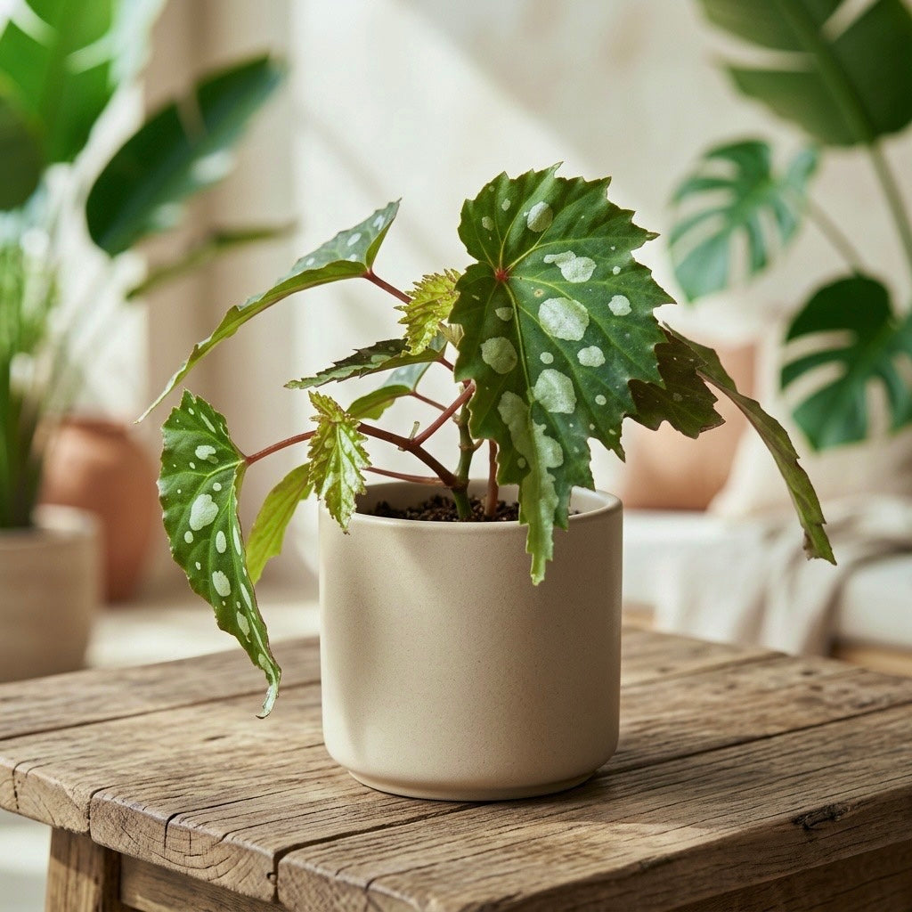 Begonia sp. Mantuk