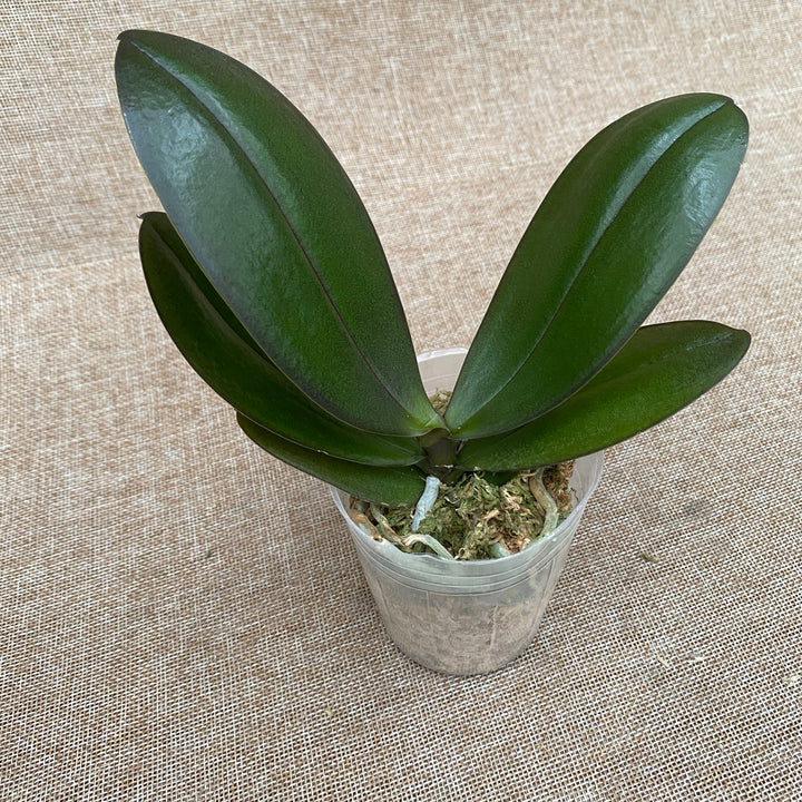 Phalaenopsis GC Reyoung Lava