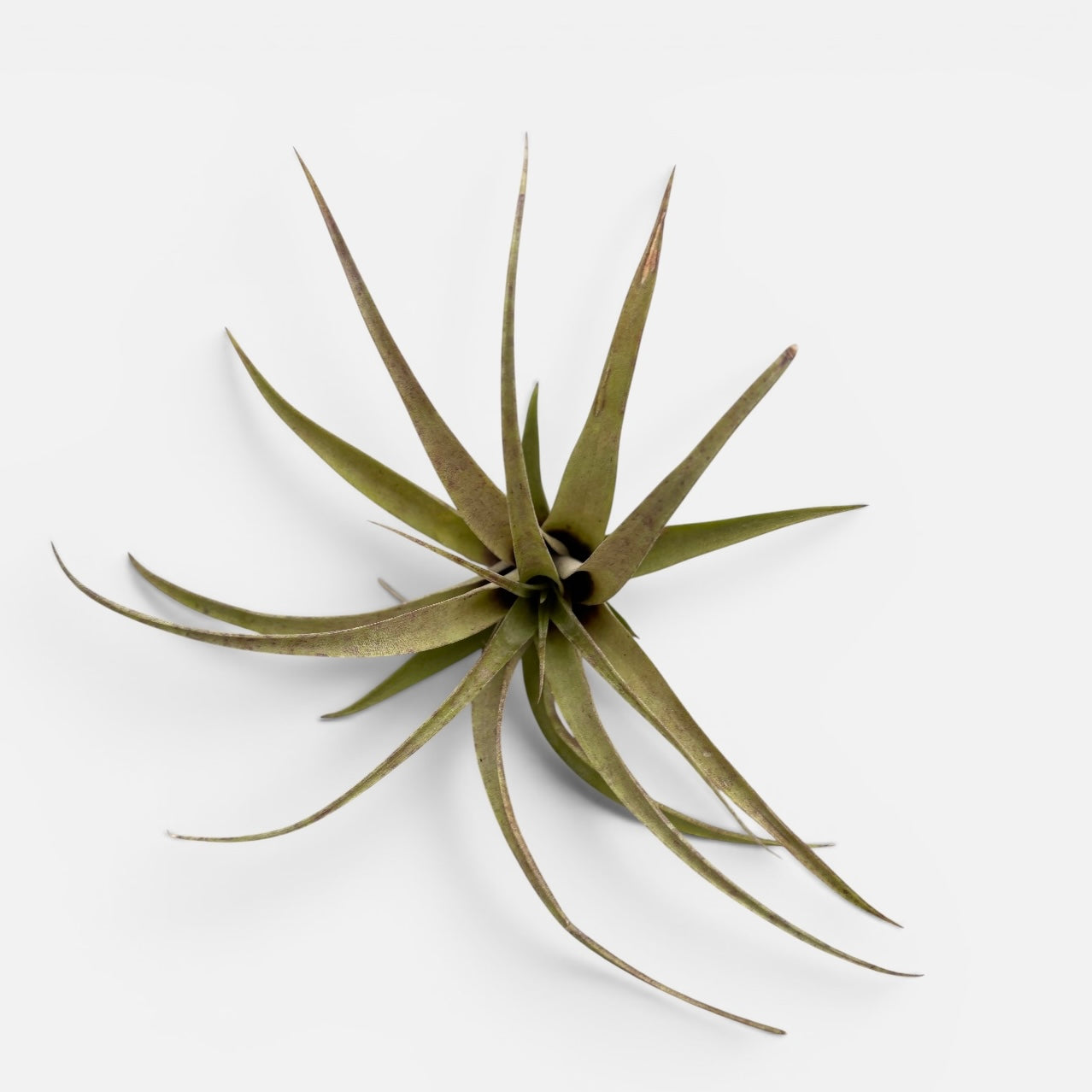 Tillandsia Capitata Peach Air Plant