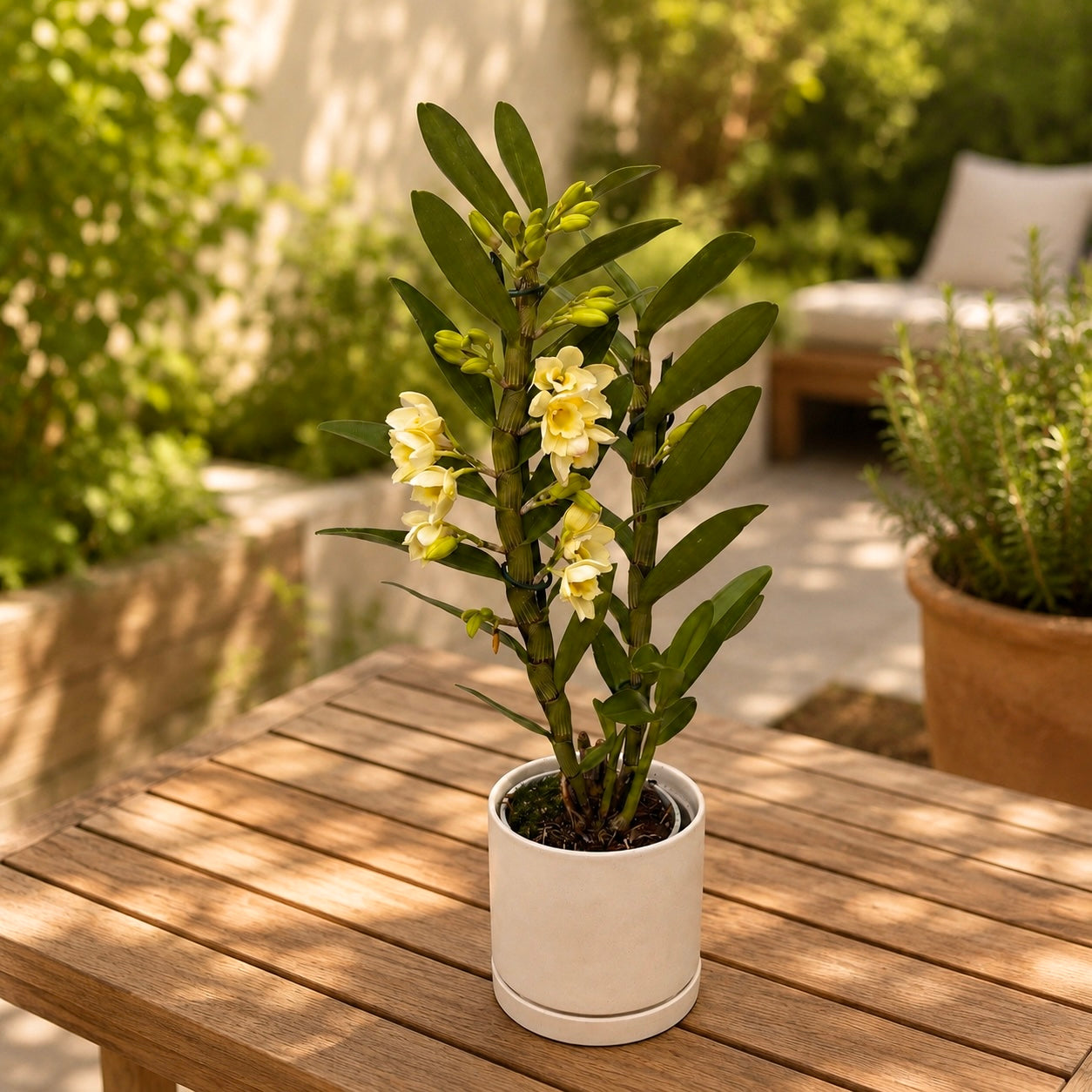 Dendrobium nobile ‘Star Class Yellow’