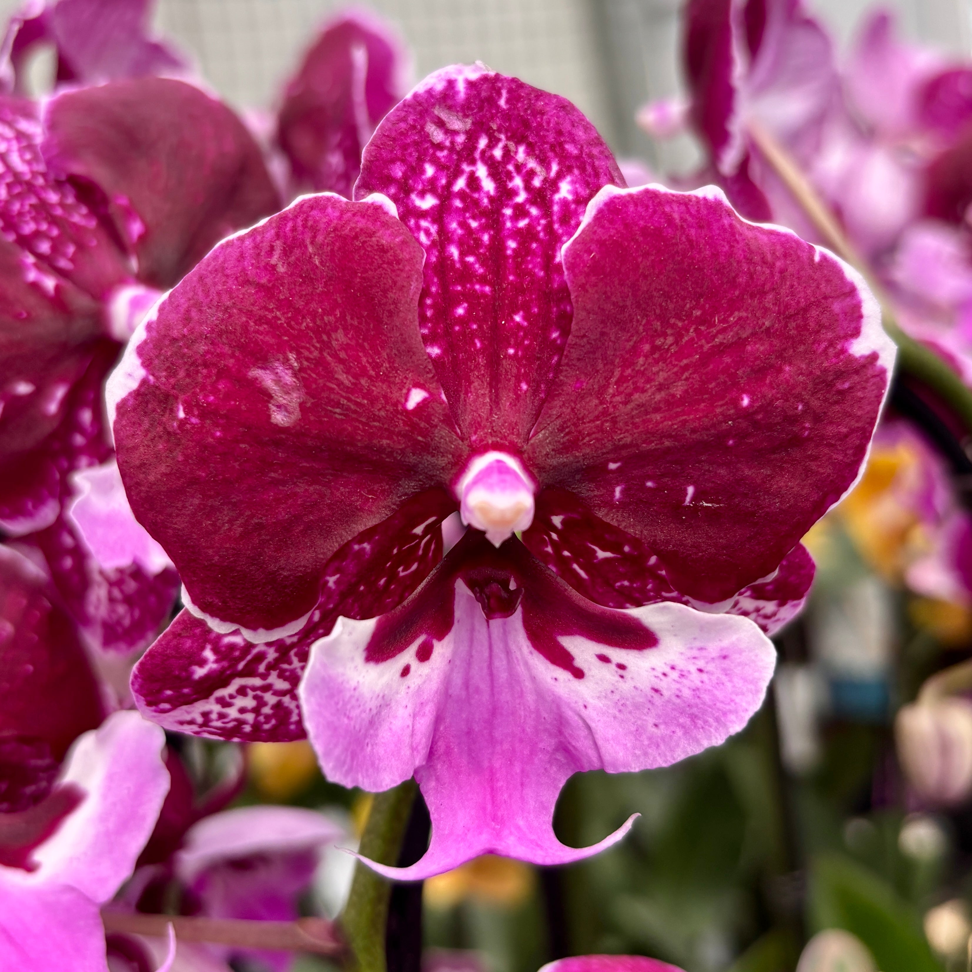 Phalaenopsis Chia-Shing Hot Kiss '256' (NL)