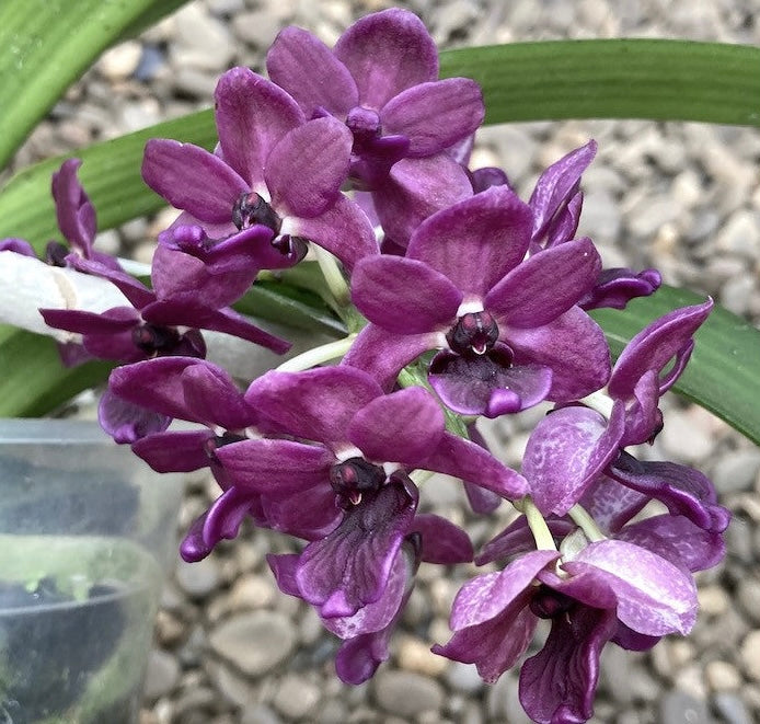 Rhynchostylis gigantea 'Devarajunii' intens parfumat