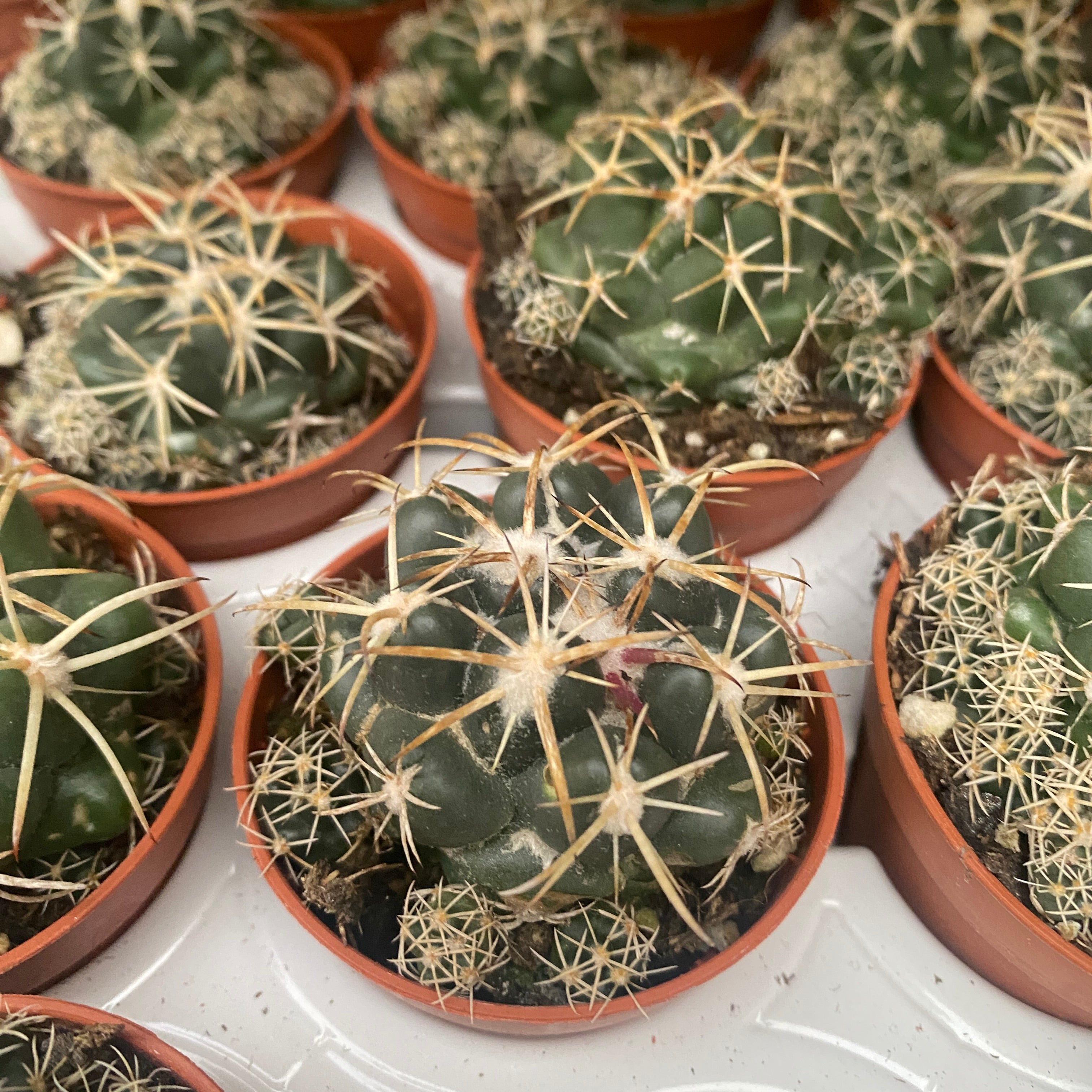 Coryphantha Elephantidens