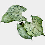 Syngonium 'Šedý duch'