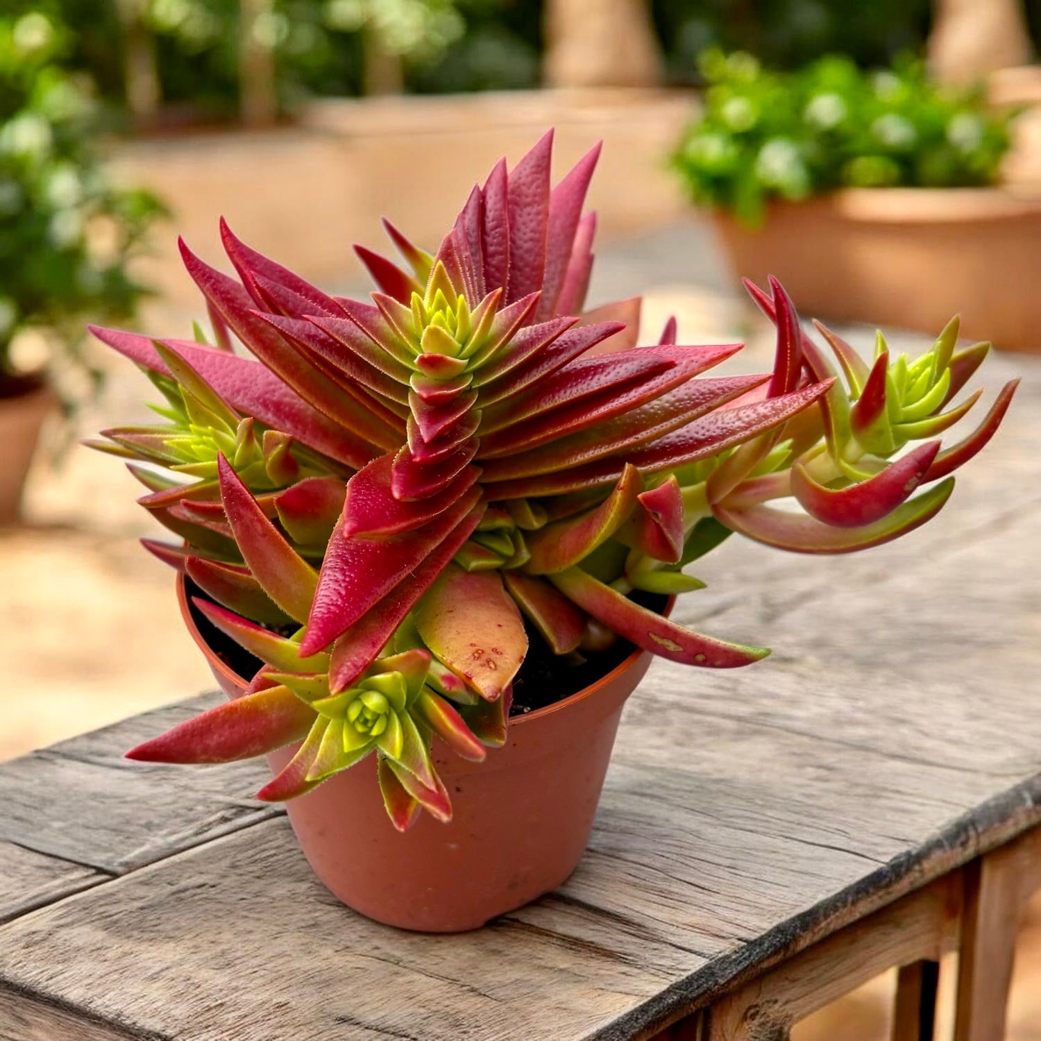 Crassula capitella ‘Red Pagoda’ - suculenta geometrica cu frunze rosii decorative