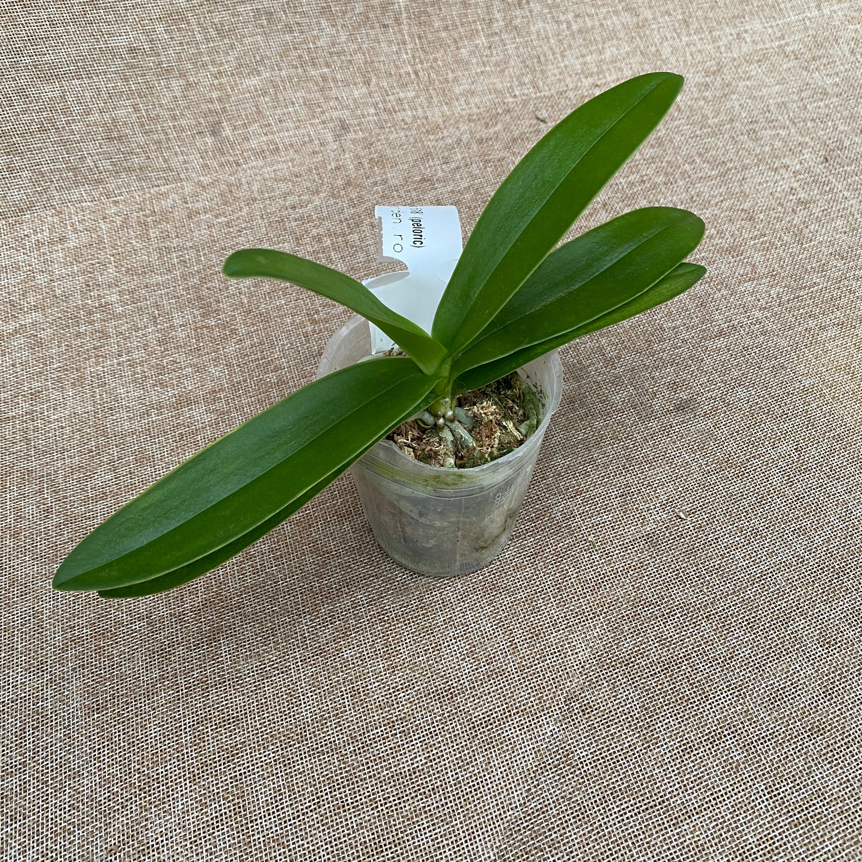 Phalaenopsis pulcherrima '618' (pélorique)