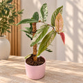 Ficus sagittata 'Variegata Pink' – Variegated ficus