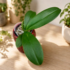 Phalaenopsis Charming Crystal Water '1288' - große Lippe