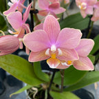 Phalaenopsis Summerion *duftend