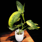 Philodendron domesticum 'Variegata'