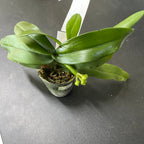 Tuberolabium kotoense