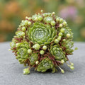 Sempervivum 'Anna'- urechelnita de gradina