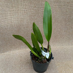 Rlc. Chief Emperor 'Red Tomatoes'