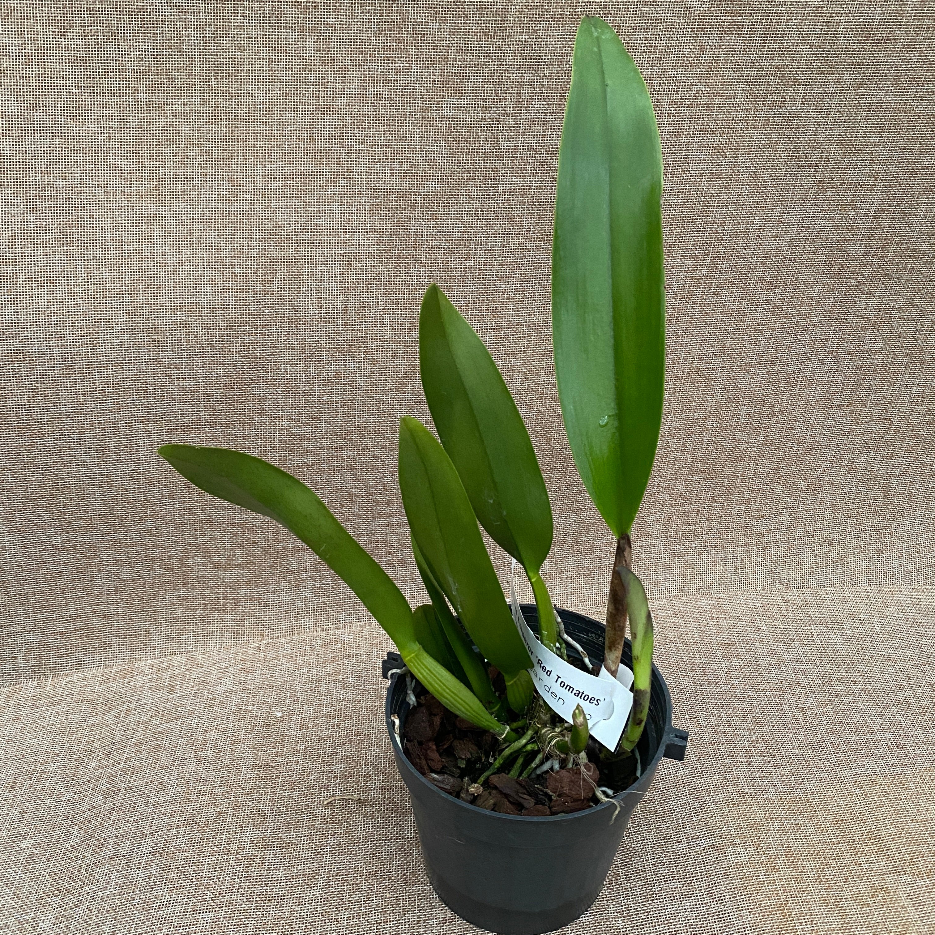 Rlc. Chief Emperor 'Red Tomatoes'