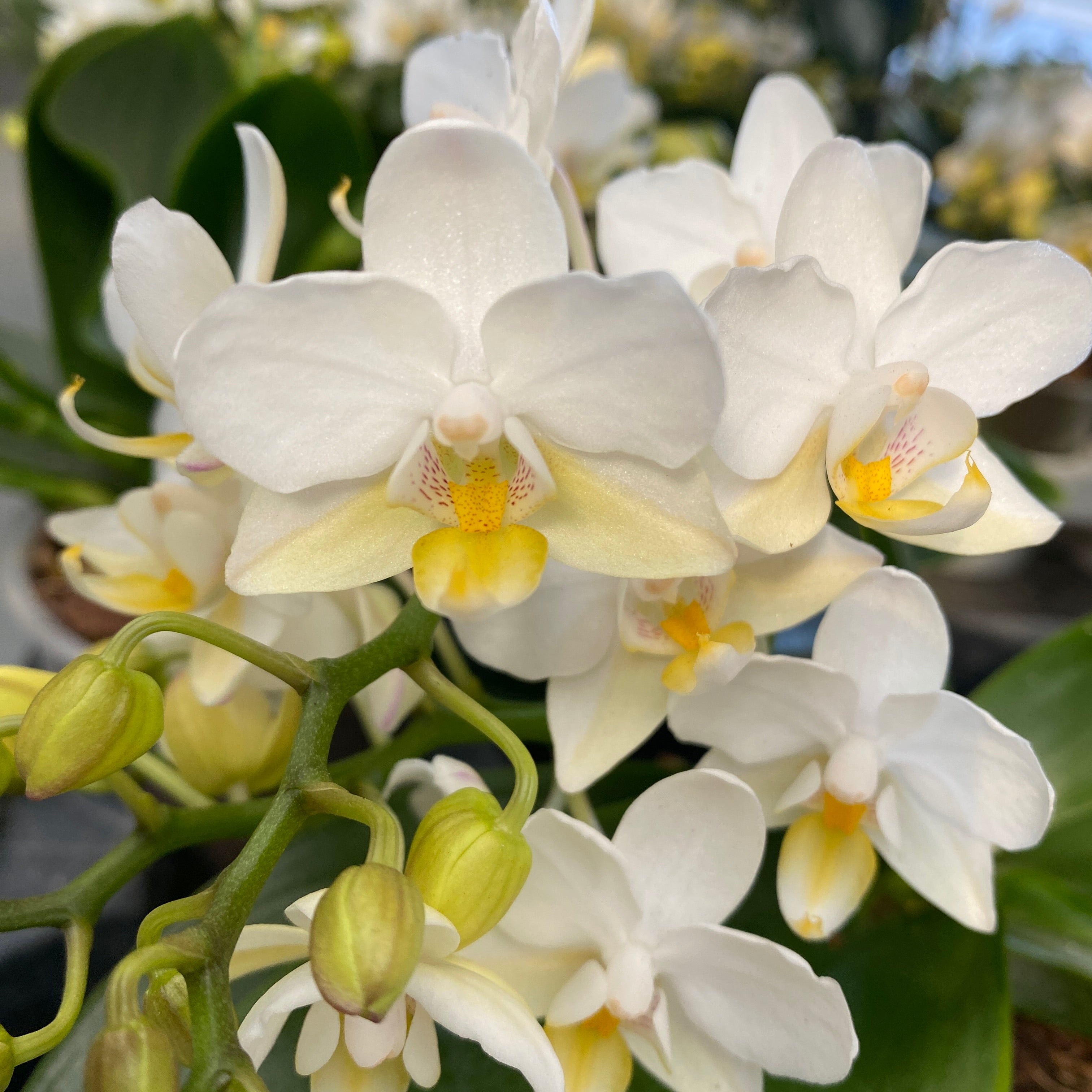 Phalaenopsis WildZ