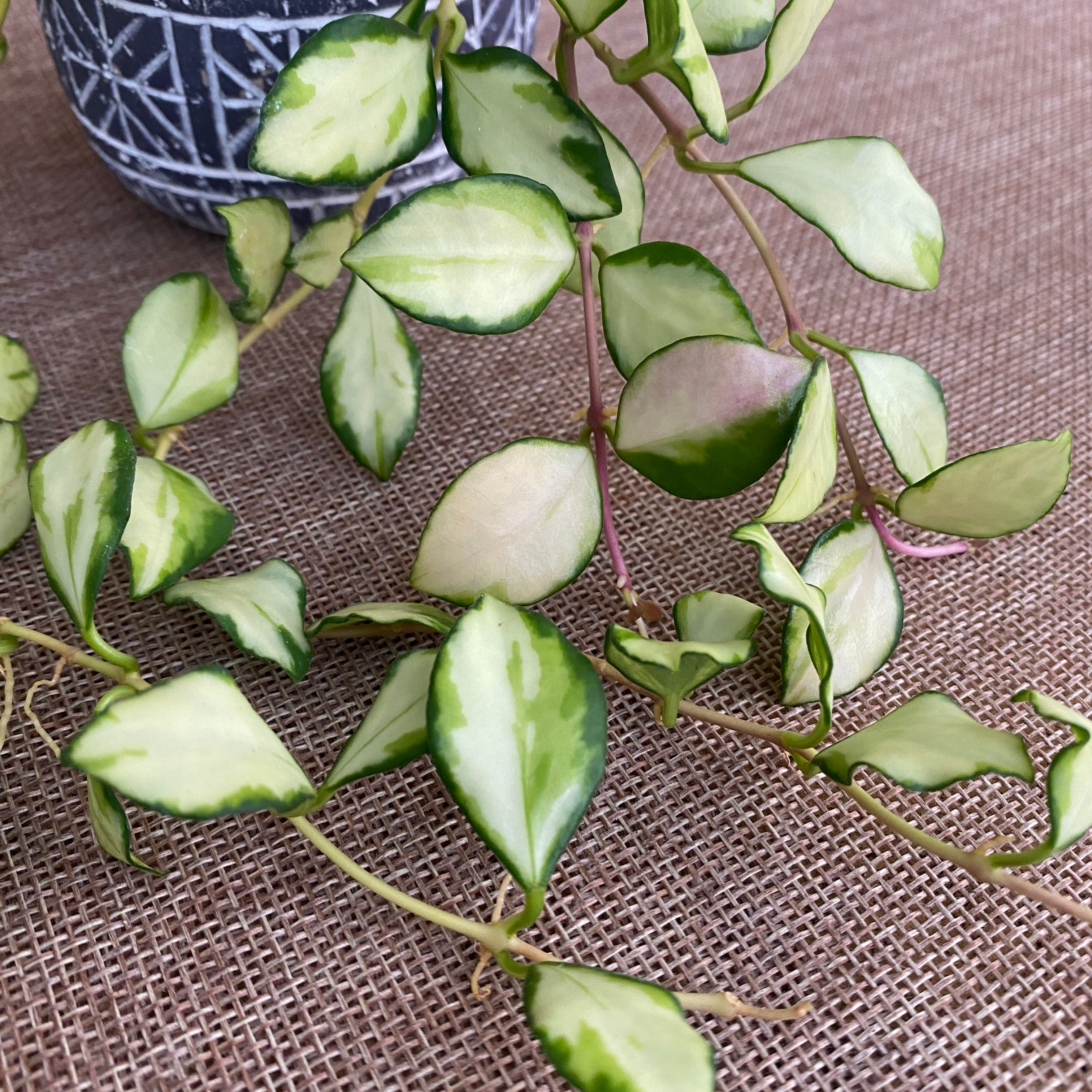 Hoya heuschkeliana 'Variegata'