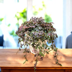 Selaginella uncinata ‘Patina’ (Peacock Moss) - feriga curcubeu