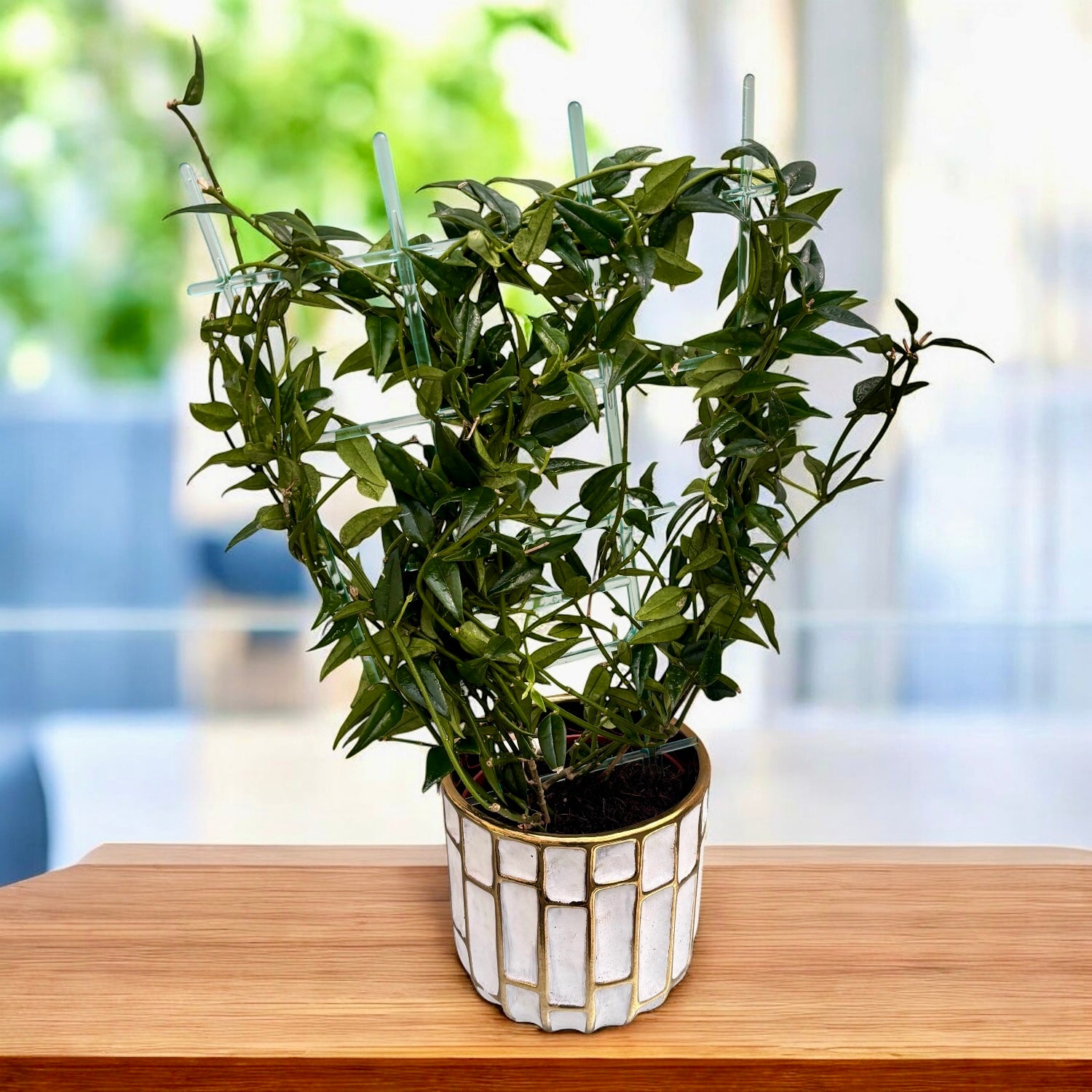 Hoya bella (Lacrima Maicii Domnului)