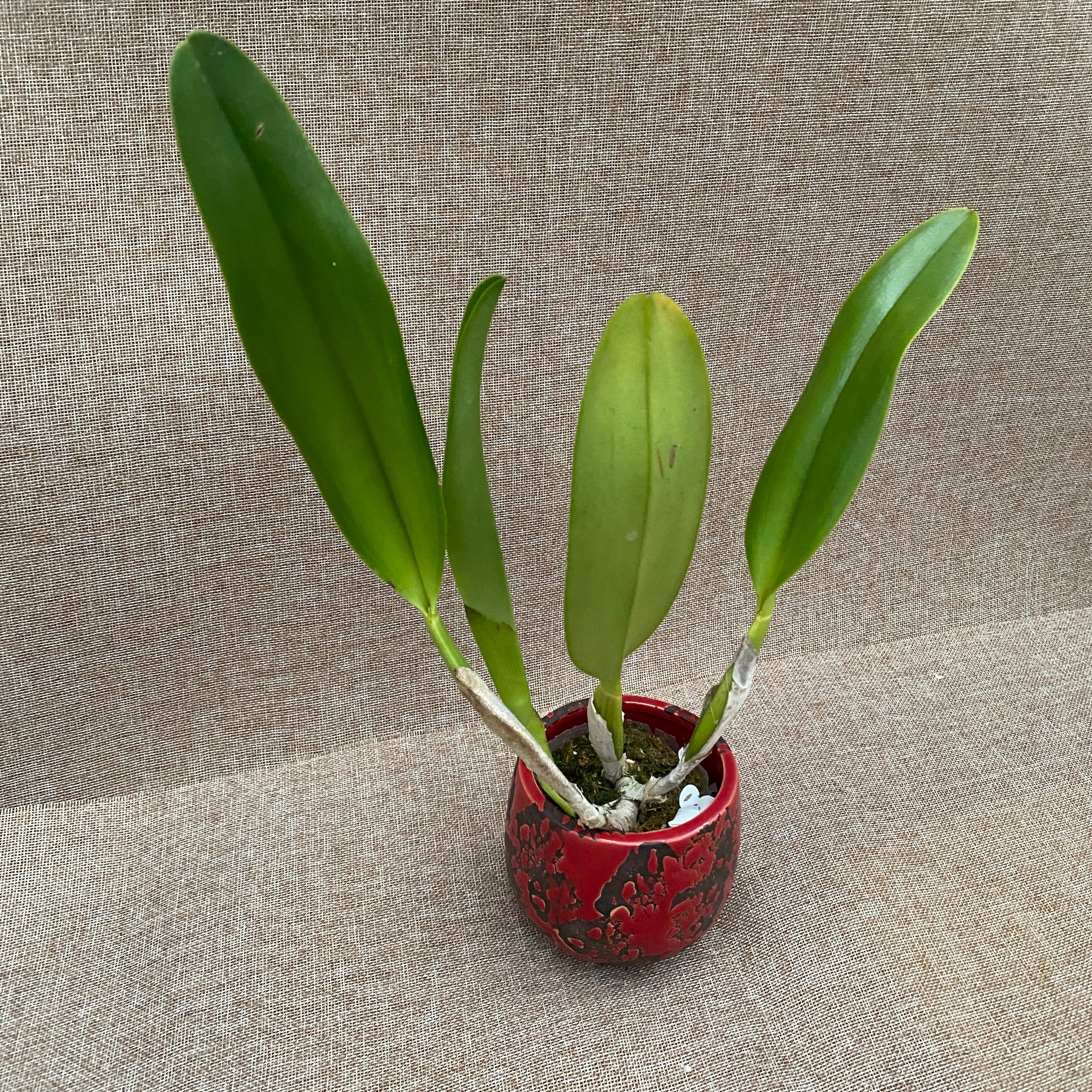 Rlc. Liu's Joyance 'Panther'