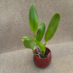 Rlc. Liu öröme 'Arany Leopárd'