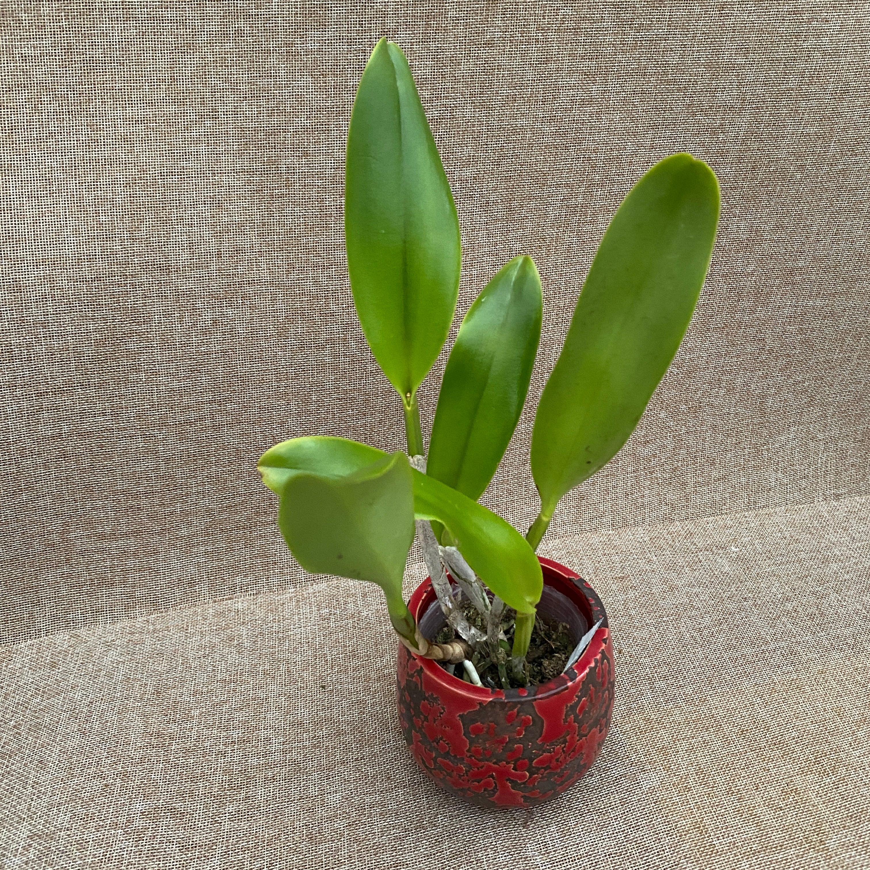 Rlc. Liu's Joyance 'Golden Leopard'