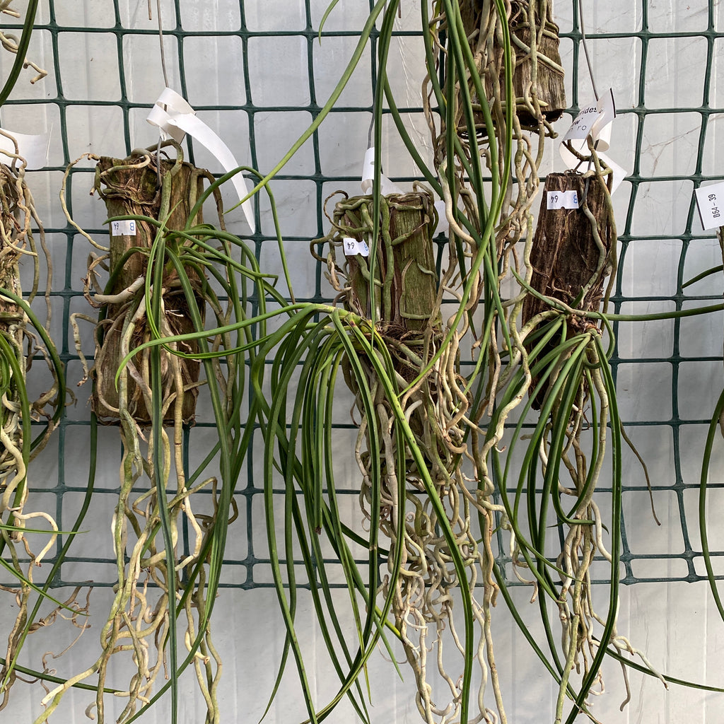 Seidenfadenia (Aerides) Mitrata 'Жълта'