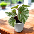 Begonia sp. Temuyuk 'Silver'