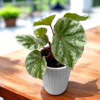 Begonia sp. Temuyuk 'Silver'