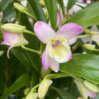 Dendrobium nobile Sea Mary