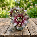Sempervivum 'Jonii'- urechelnita de gradina