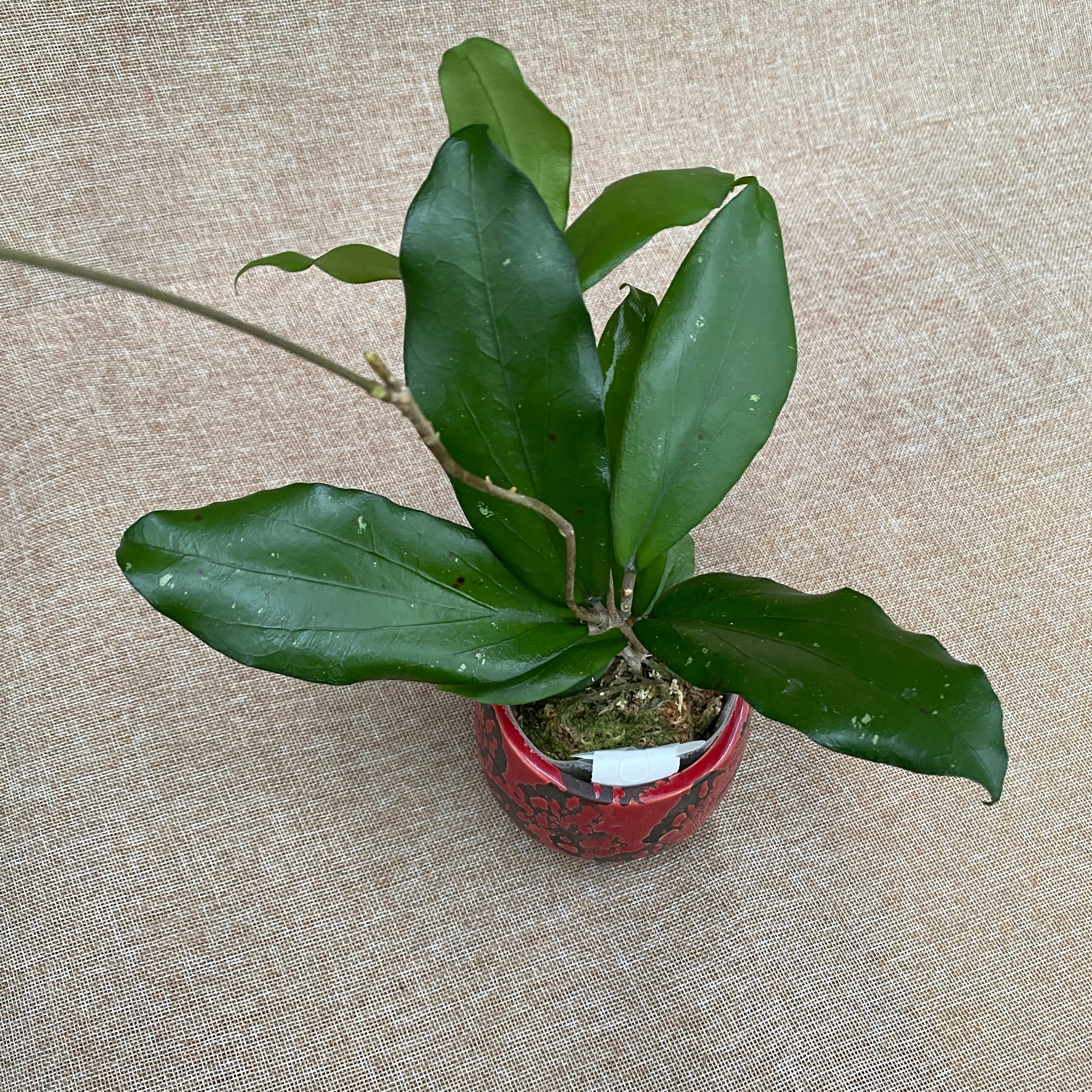 Hoya erythrina 'Red' (Nara) – Secret Garden Plant Shop