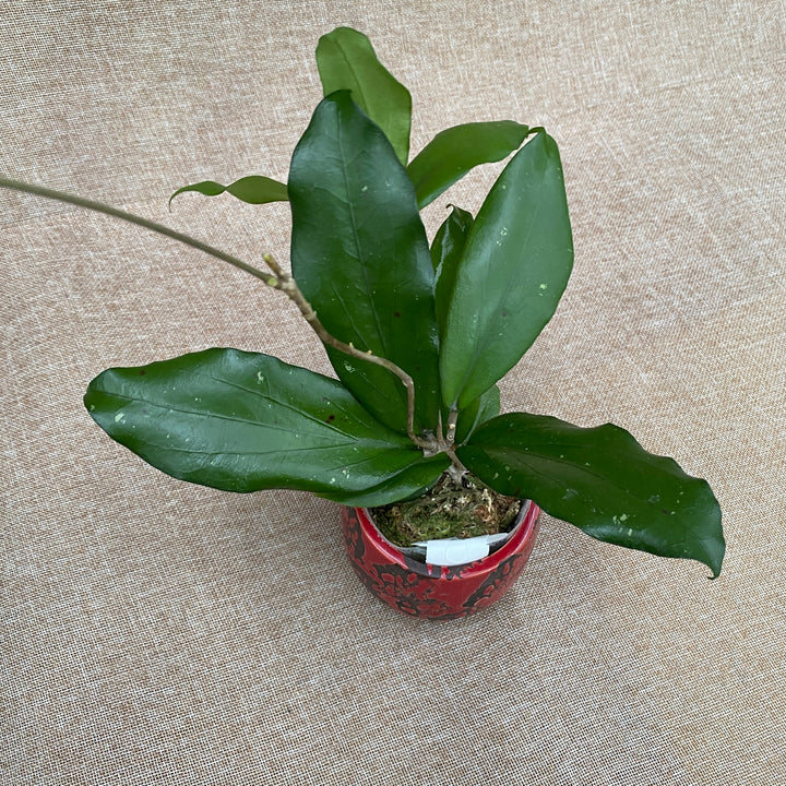 Hoya erythrina 'Red' (Nara)