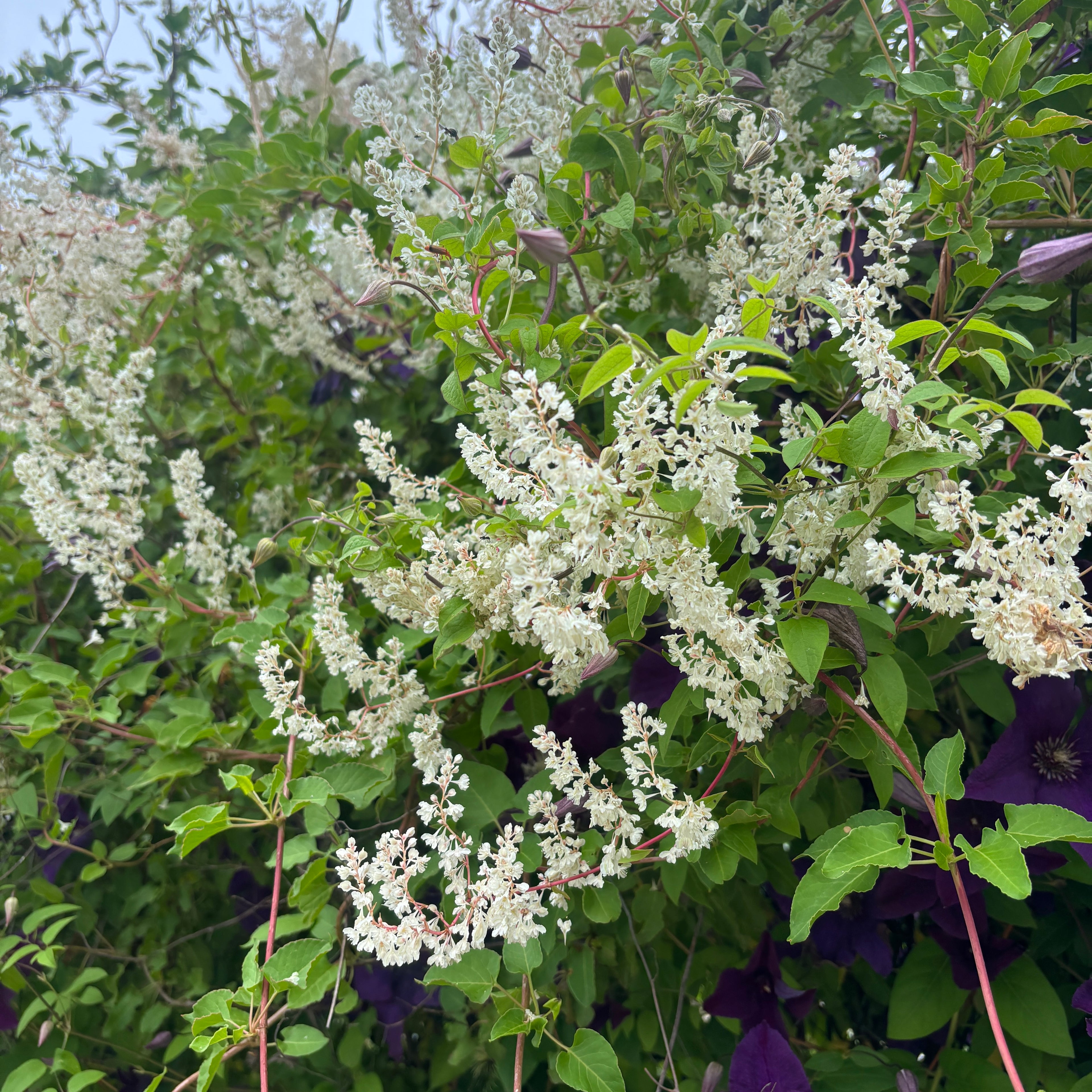 Fallopia aubertii (Polygonum aubertii) - enredadera de crecimiento rápido y floración abundante