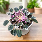 Saintpaulia Joy's Roze Halo