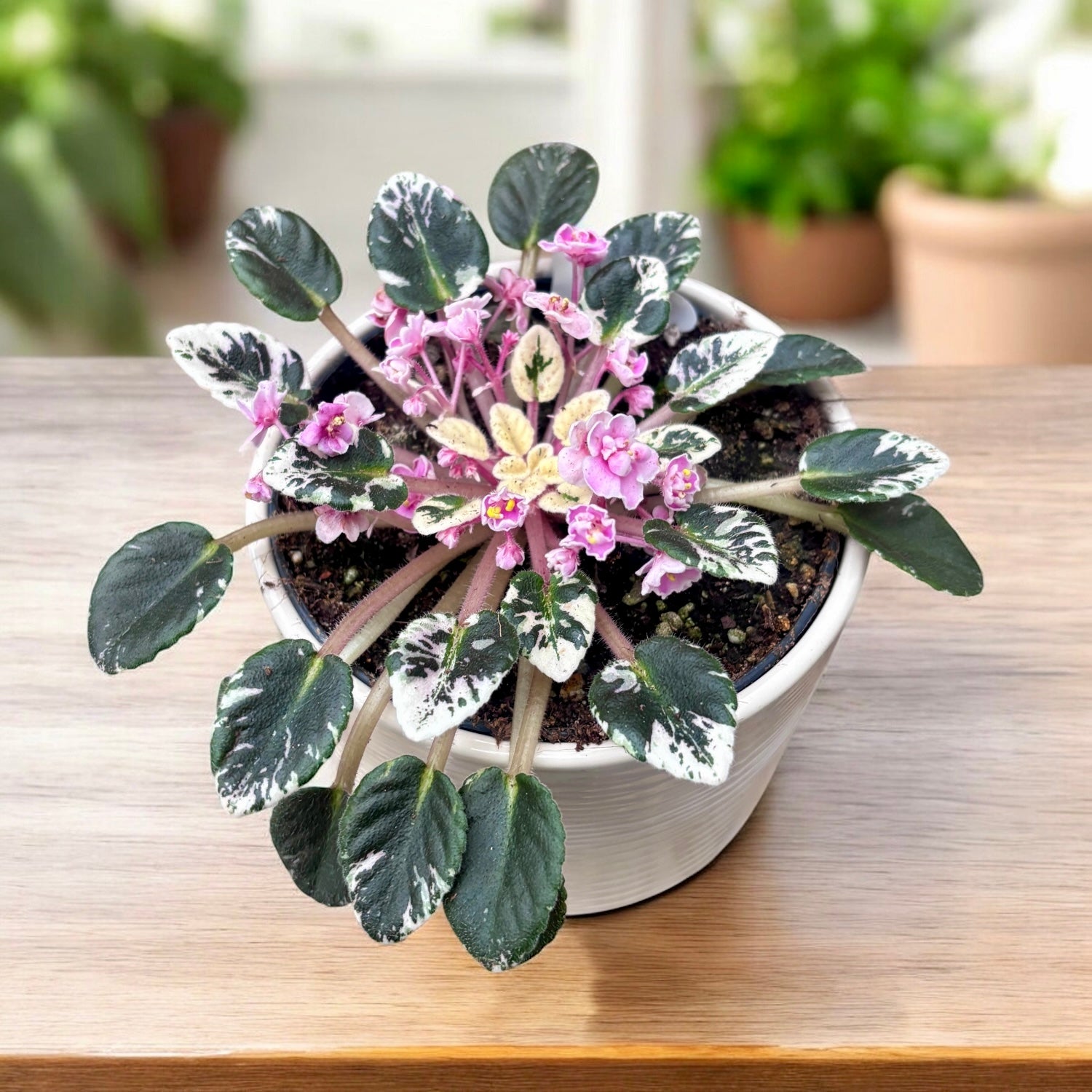 Сейнтпаулия Joy's Pink Halo