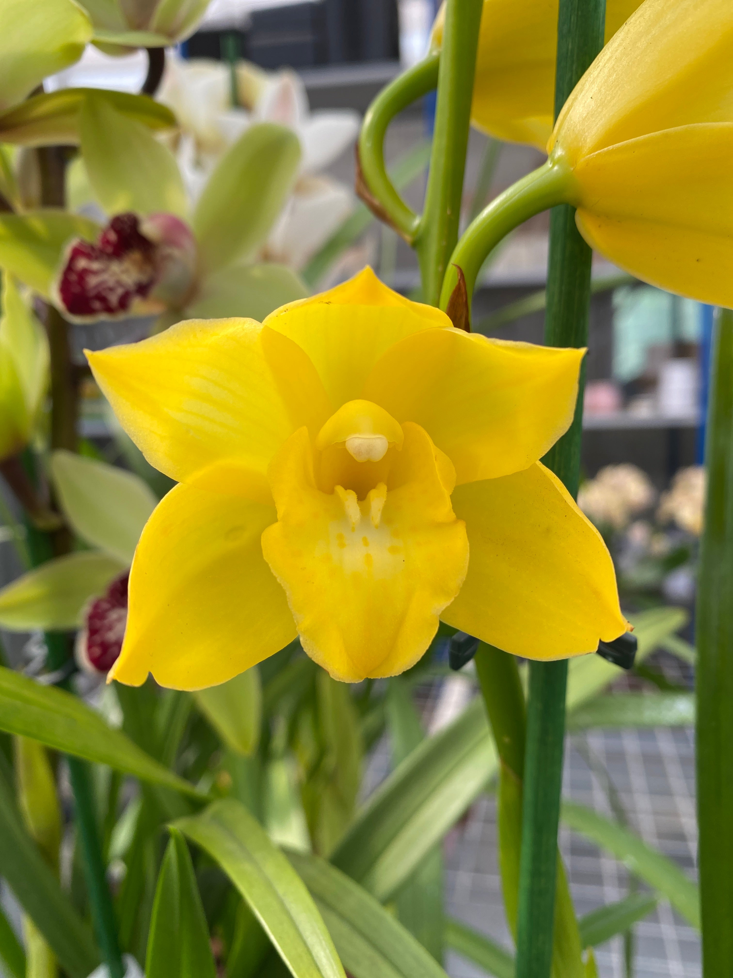 Cymbidium Shiny Yellow scented