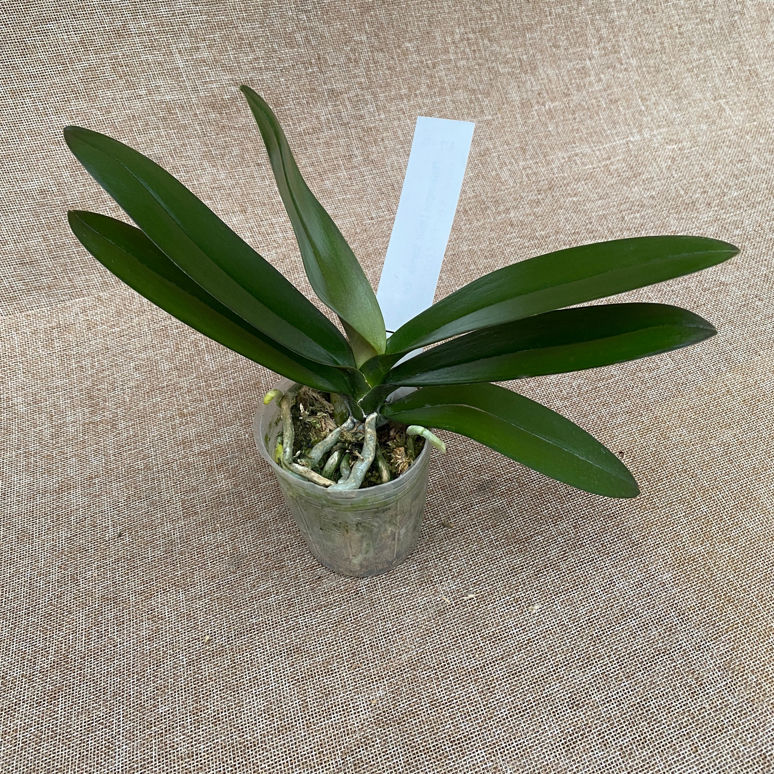 Phalaenopsis Lioulin Sparrow '459' (peloric)