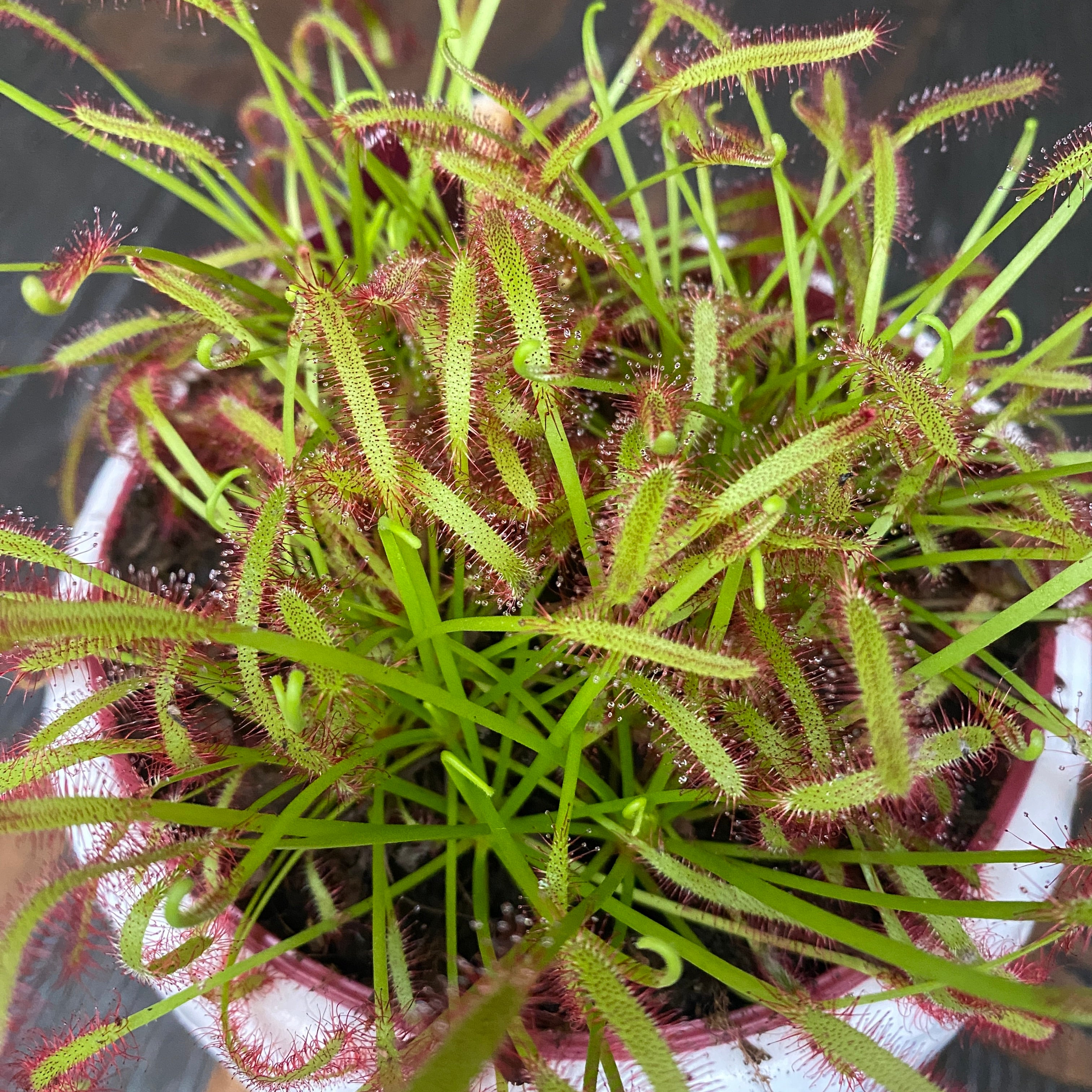 Drosera Capensis 'Red' (Roua cerului)